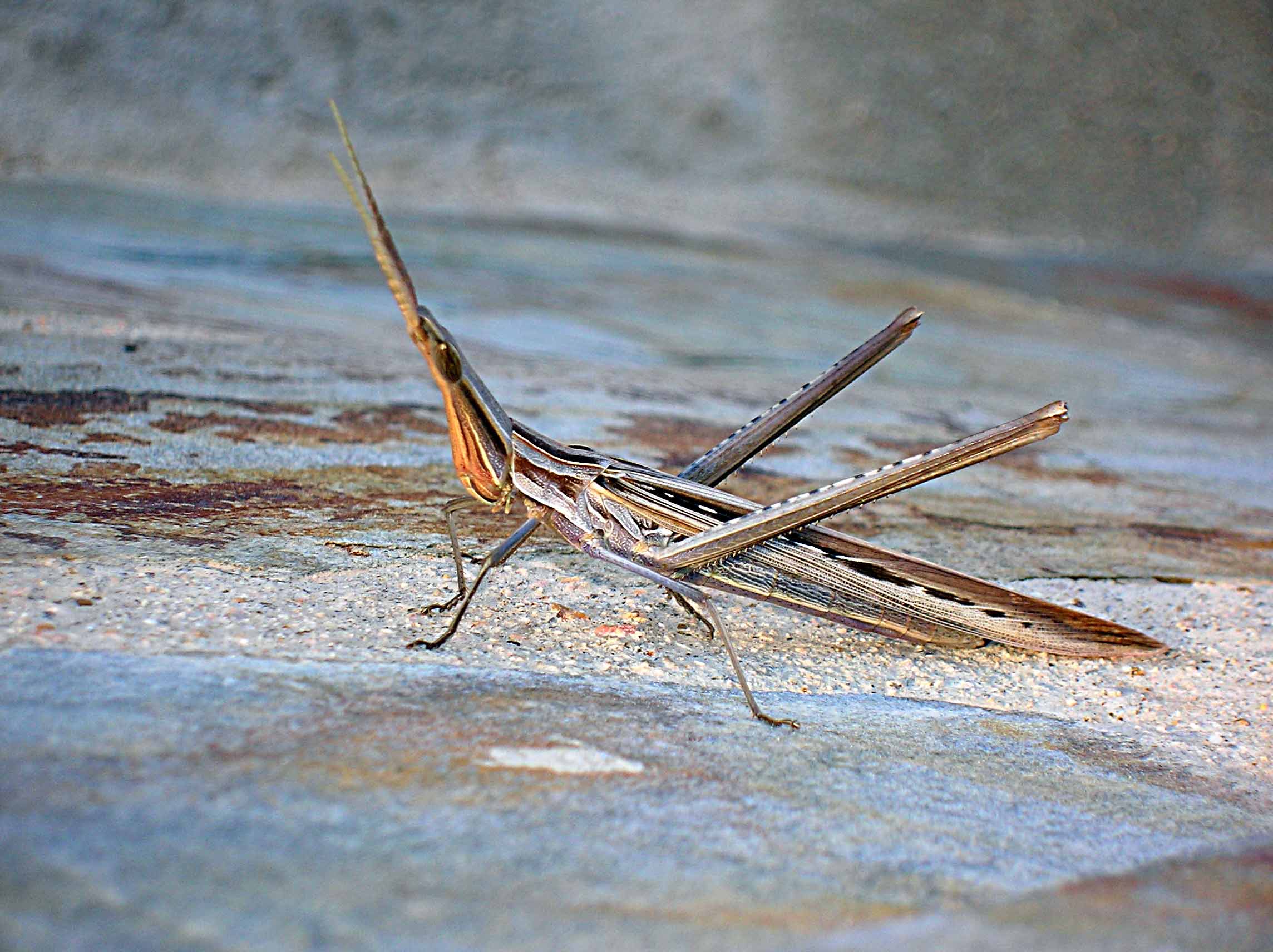 Acrida  cf.ungarica